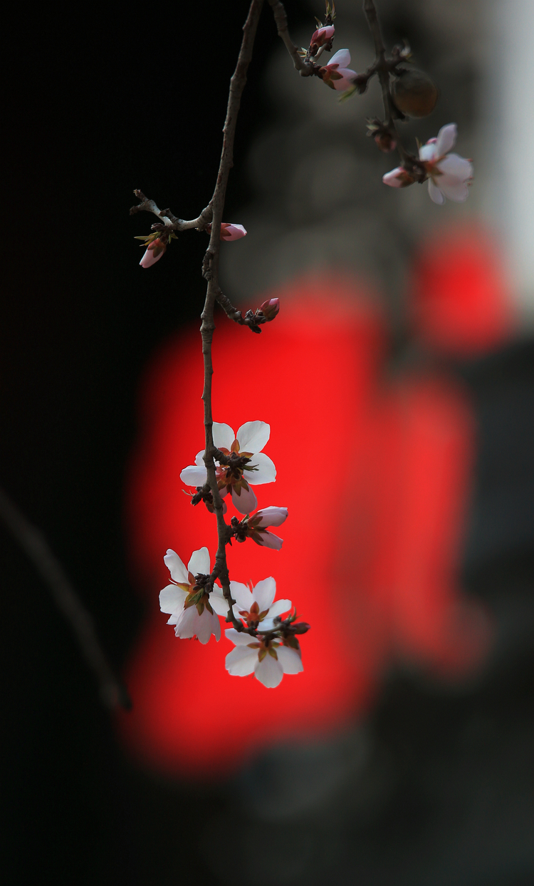 桃花綻放鬧枝頭