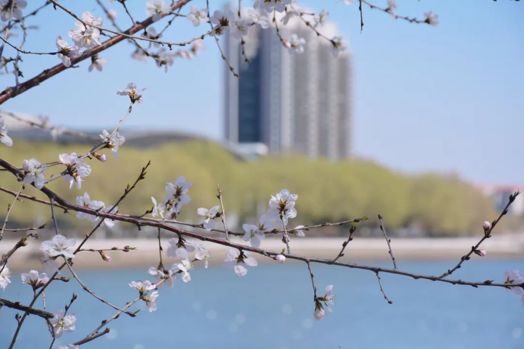 人間四月芳菲盡 宅家悅賞桃花林_fororder_初春鶴城桃花盛開