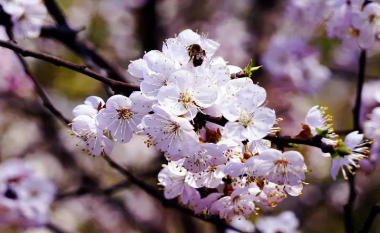 春日賞花圖鑒｜這10種春季盛開的山花你都認識嗎？