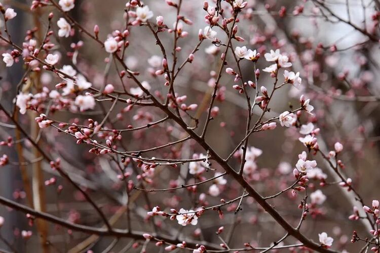 人間四月芳菲盡 宅家悅賞桃花林_fororder_微信圖片_20220424214023