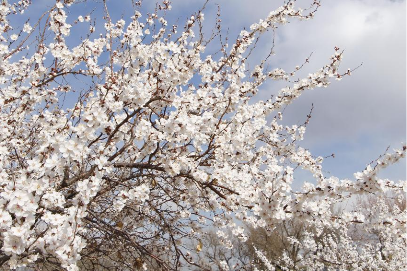 這51處賞花地 邀您共赴春日之約