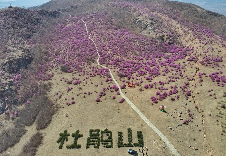 杜鵑綻放杜鵑山 花海香濤醉春來