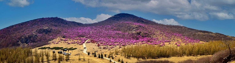 杜鵑綻放杜鵑山 花海香濤醉春來