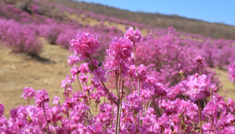 杜鵑綻放杜鵑山 花海香濤醉春來