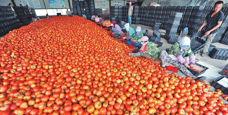 賓縣永和鄉番茄南銷9000噸