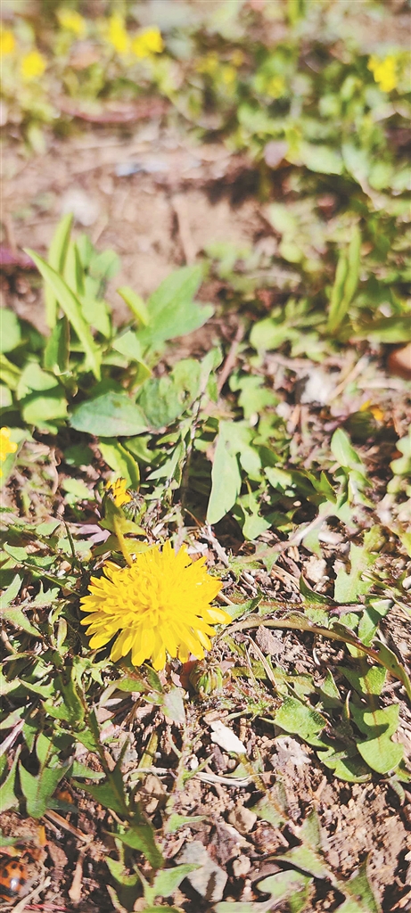 連翹 京桃 丁香 冰城四月春花拂面