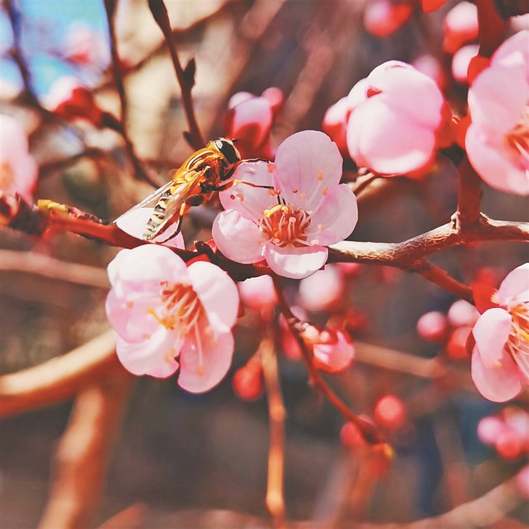 連翹 京桃 丁香 冰城四月春花拂面