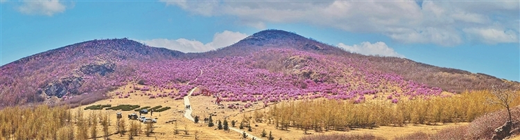 杜鵑映紅杜鵑山