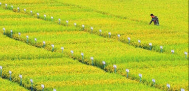 勇擔“糧安重任”穩端“中國飯碗”