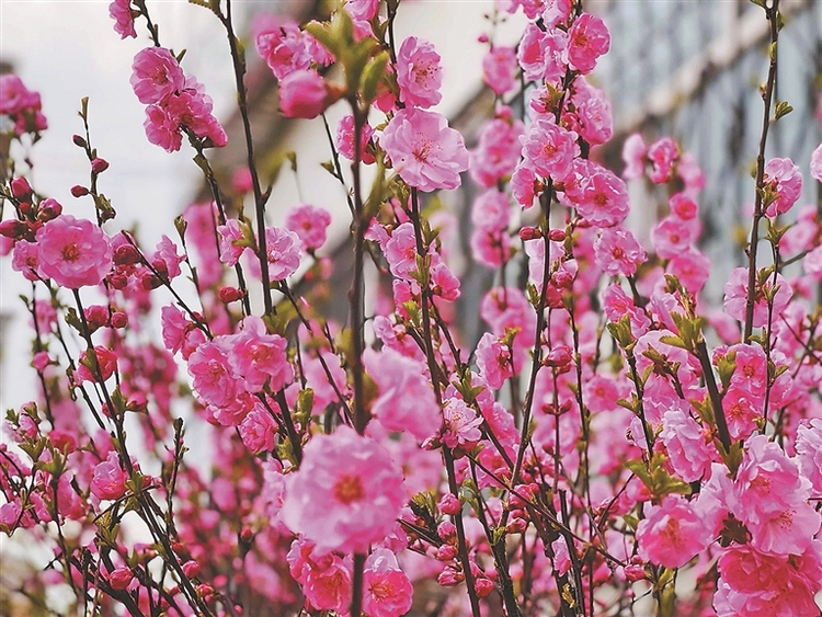 榆葉梅賞花季來了