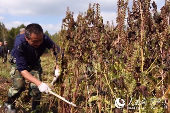 龍江森工樺南林業局榮獲“紫蘇特色小鎮”稱號