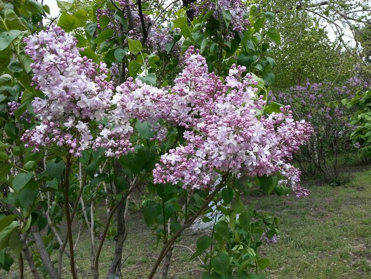 滿城芬芳時，一路找尋丁香的故事