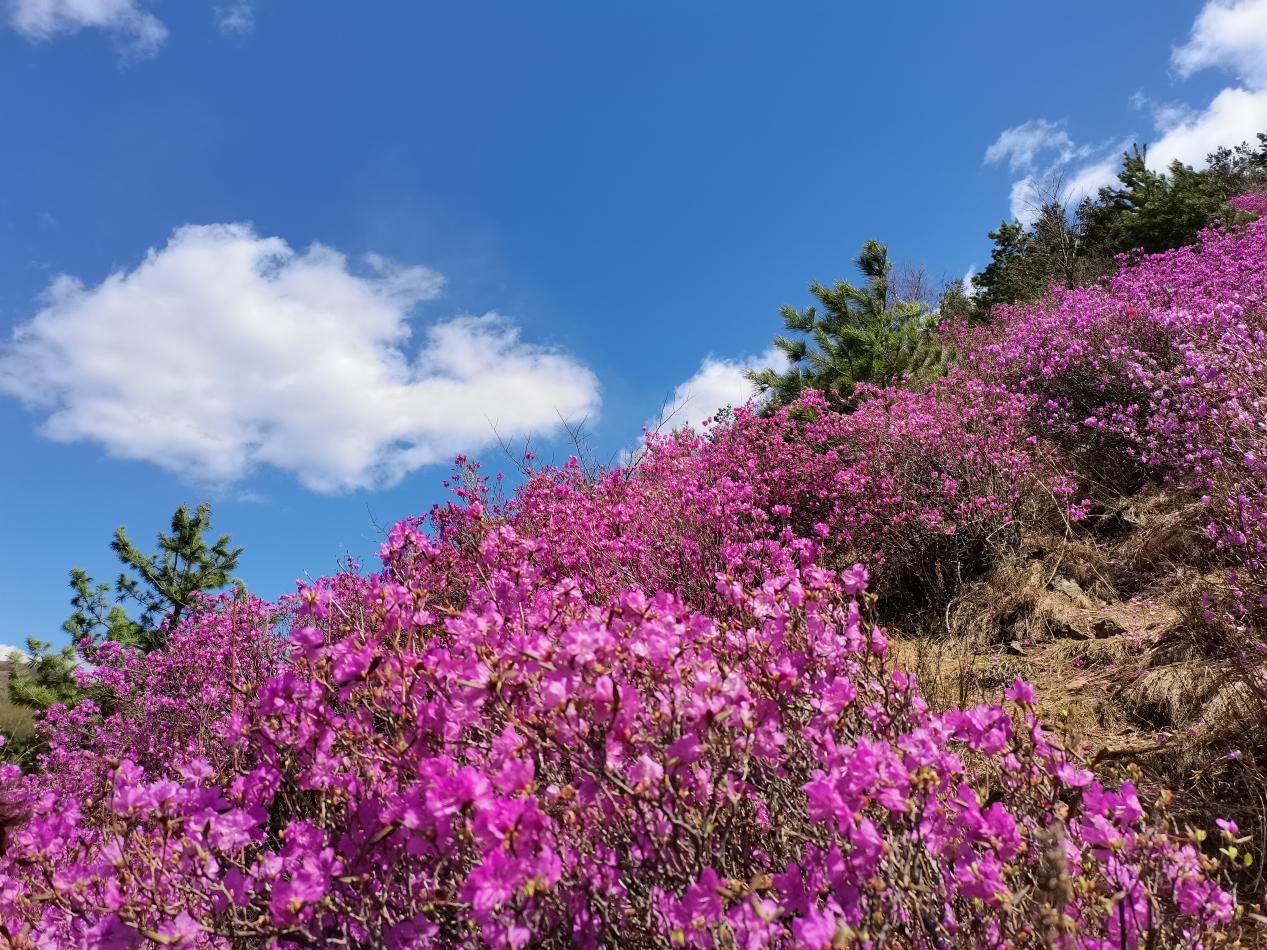 一處小村花海 一段英雄往事