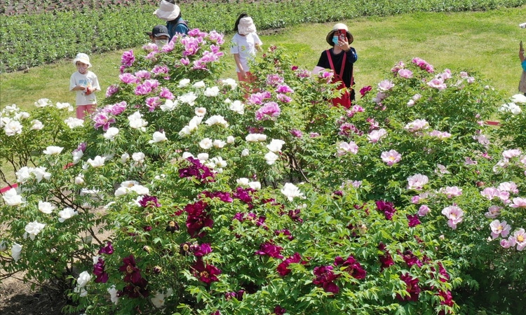 太陽島上牡丹花開，有視頻→