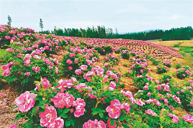 黑龍江省延壽縣：花海邀您打卡！