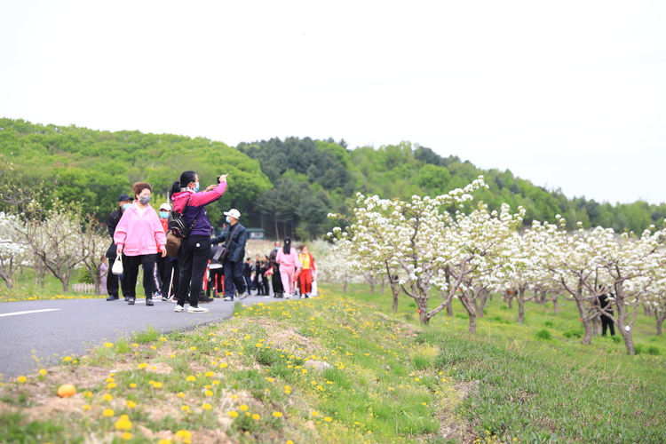 初夏探遊梨花谷