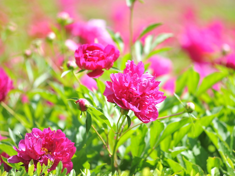 芍藥花開滿園香