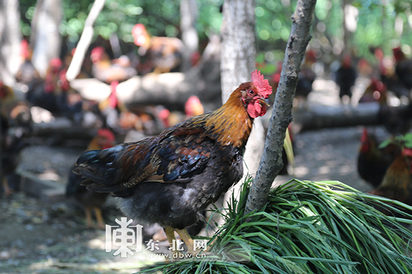 南山雞場的致富經：眼鏡公雞，紅公雞中的“戰鬥機”