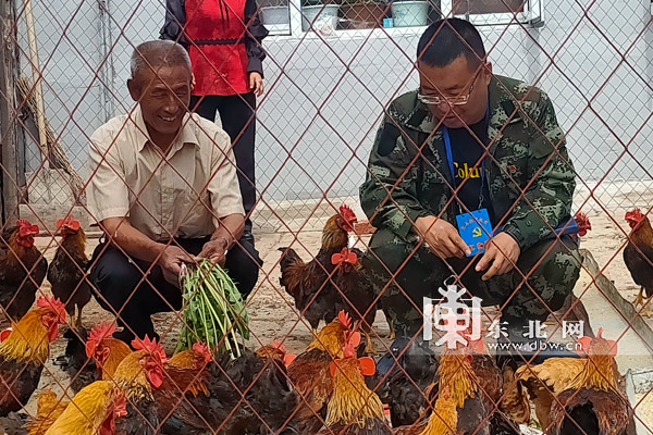 南山雞場的致富經：眼鏡公雞，紅公雞中的“戰鬥機”