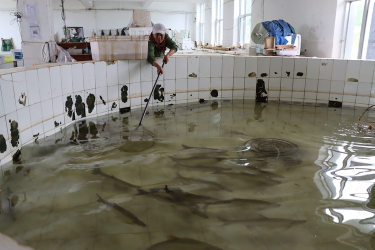 興凱湖大白魚帶“晶片” 實現餐桌可追溯