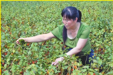 依蘭美麗鄉村風景線 民富業興活力來