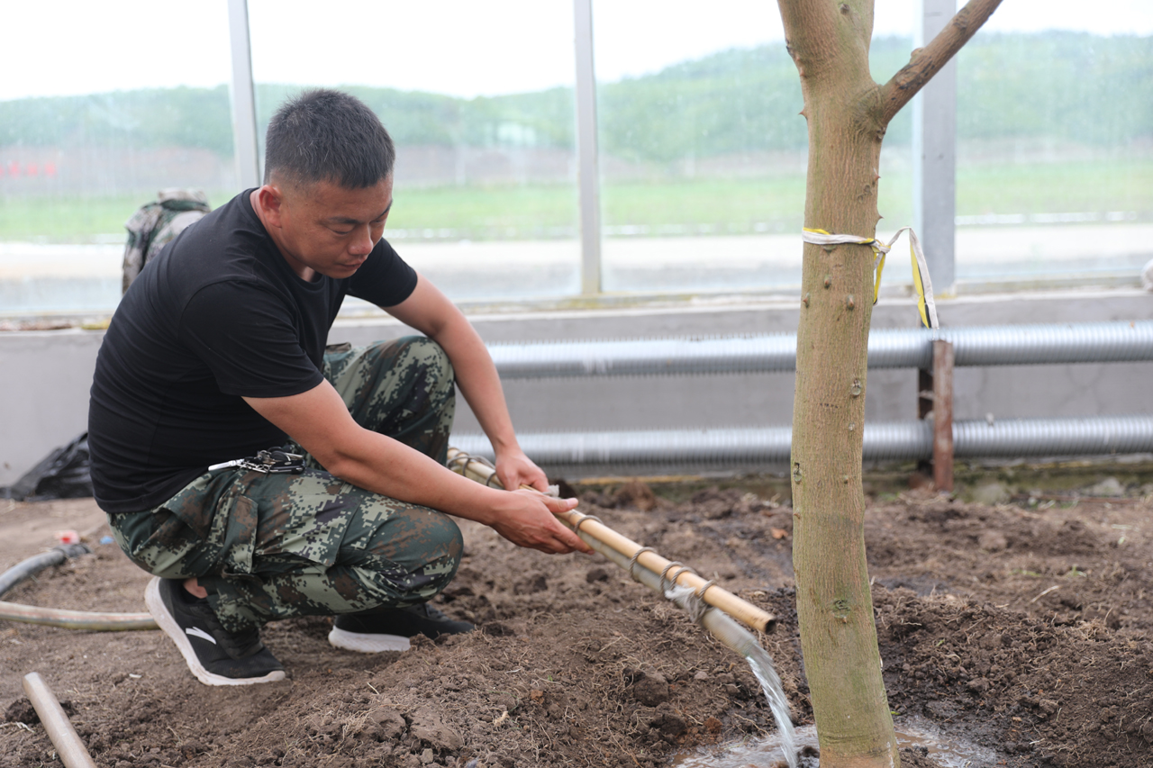 山茄樹成功移種！生物經濟助力呼瑪鄉村振興