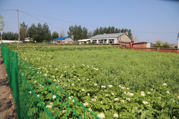 黑龍江省拜泉縣：用活房前屋後“方寸地”小院經濟致富一方群眾_fororder_圖片6