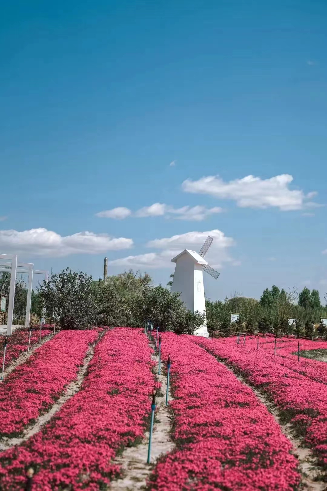 大慶市“花經濟”助力鄉村振興