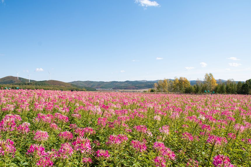 雙鴨山：紫雲花正濃 百合惹人醉