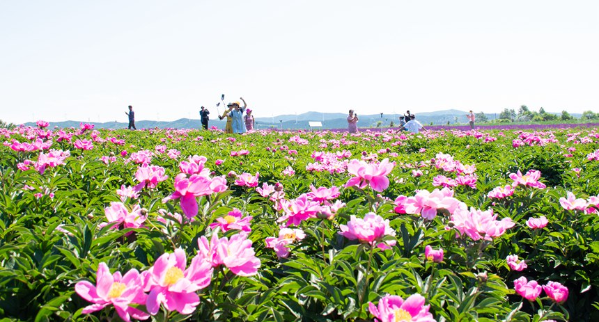 雙鴨山：紫雲花正濃 百合惹人醉