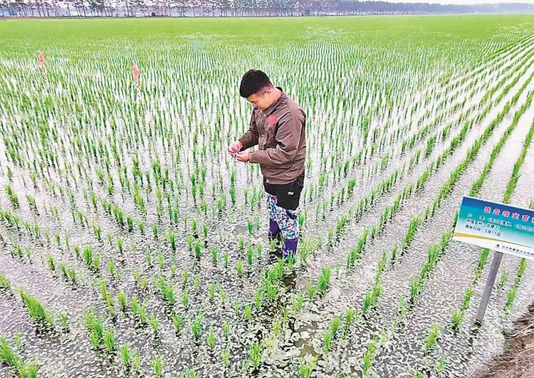 北大荒集團：千里沃野夏管忙