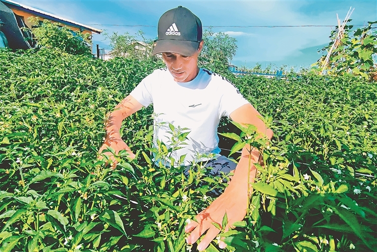 延壽小辣椒點燃致富新希望