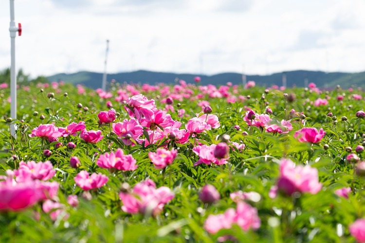 雙鴨山：紫雲花正濃 百合惹人醉