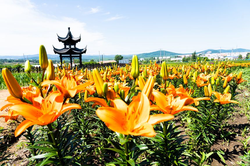 雙鴨山：紫雲花正濃 百合惹人醉