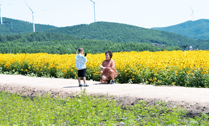 雙鴨山：紫雲花正濃 百合惹人醉