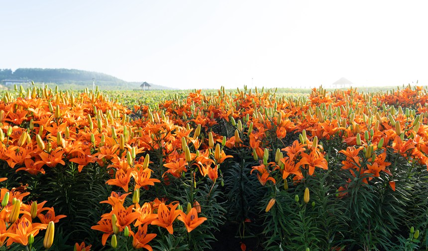 雙鴨山：紫雲花正濃 百合惹人醉