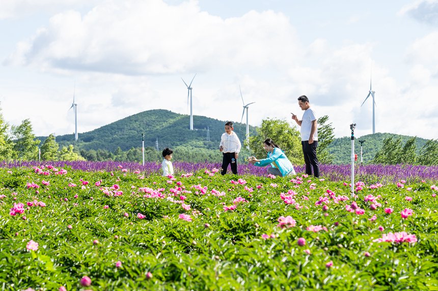 雙鴨山：紫雲花正濃 百合惹人醉