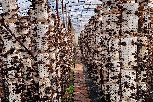 大興安嶺寒地生物産業論壇在塔河召開“共享模式”賦能産業發展