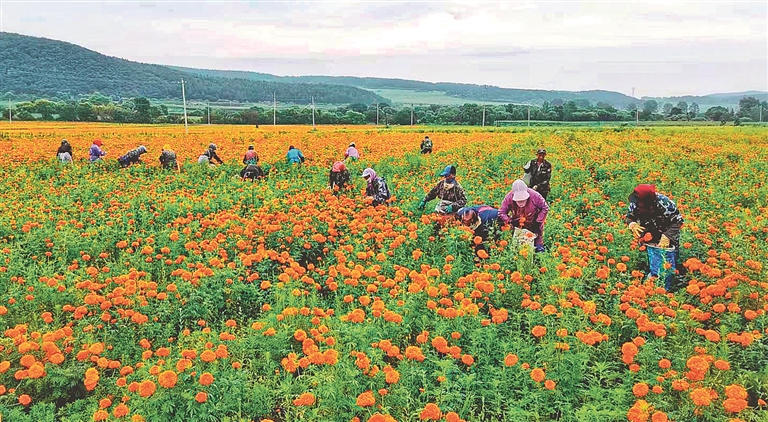 萬壽菊迎來採摘豐收季