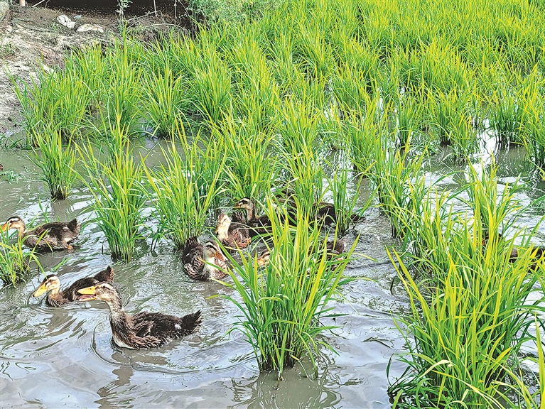 一水多用 一田多收 稻田種養 玩出“新花樣”