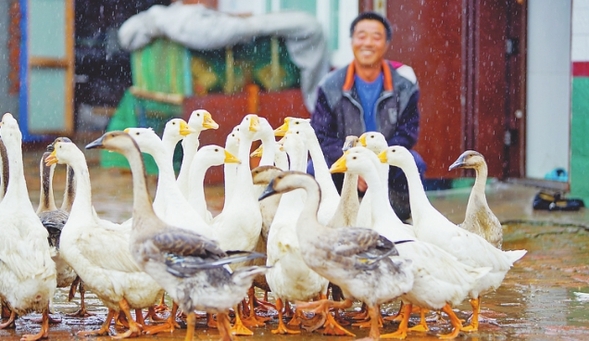 大雁領飛脫貧圓夢