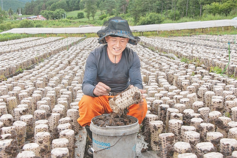 雞西：聚焦四個農業 譜寫現代化三農新篇章