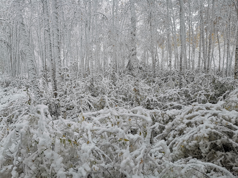 （大美龍江）【黑龍江】【原創】漠河再降雪 銀裝素裹如童話世界