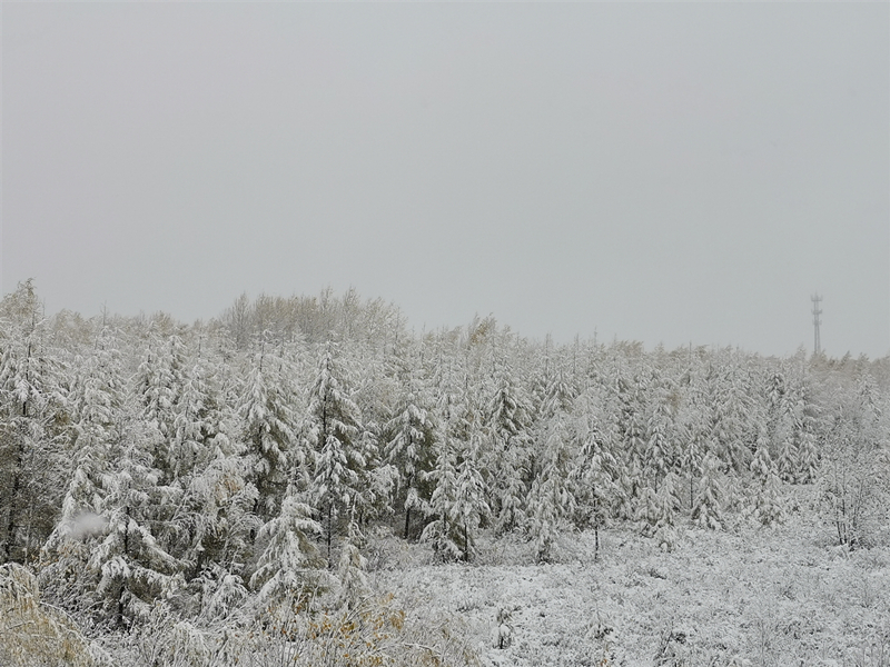 （大美龍江）【黑龍江】【原創】漠河再降雪 銀裝素裹如童話世界