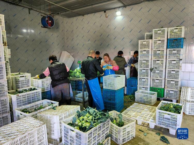 黑土地上春潮涌動——東北三省鄉村振興觀察