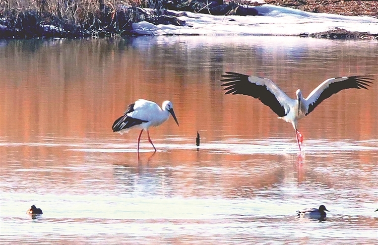 成群候鳥回遷百鳥湖