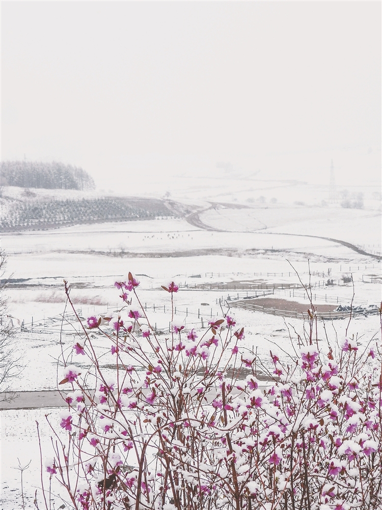 杜鵑映雪分外嬌