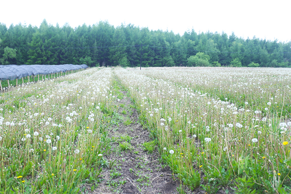 春遊邂逅“絕色” 龍江58處賞花地迎春綻放