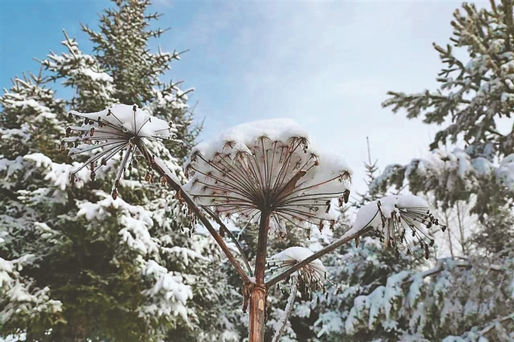 春雪降呼中