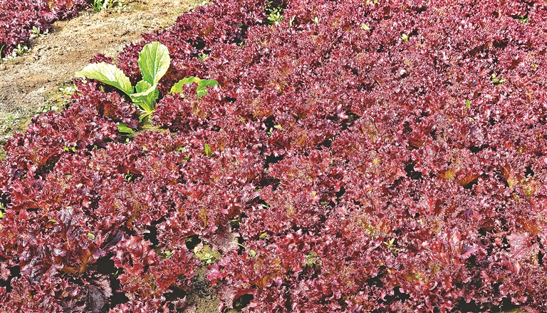 四月“嘗鮮” 頭茬春菜來了